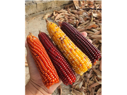 Sementes de Milho de Pipoca Arco-ris PARA PLANTIO 150gr